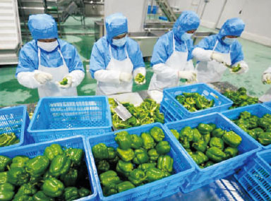 净菜加工中心介绍